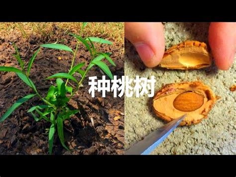 桃樹種子繁殖|【種桃樹】從核果到果香滿枝頭：親手種植桃樹的完整指南！